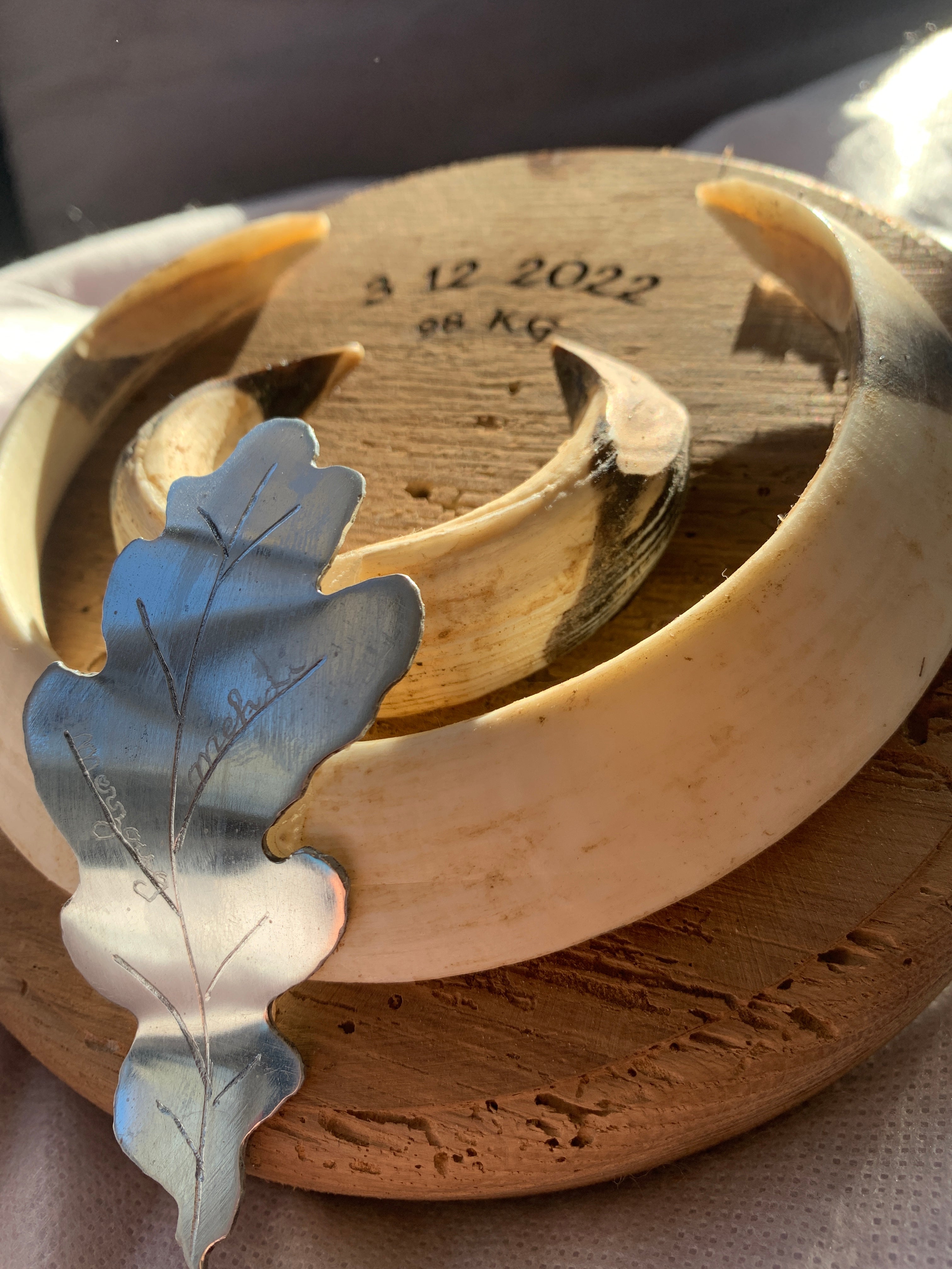 Porte trophees Sanglier