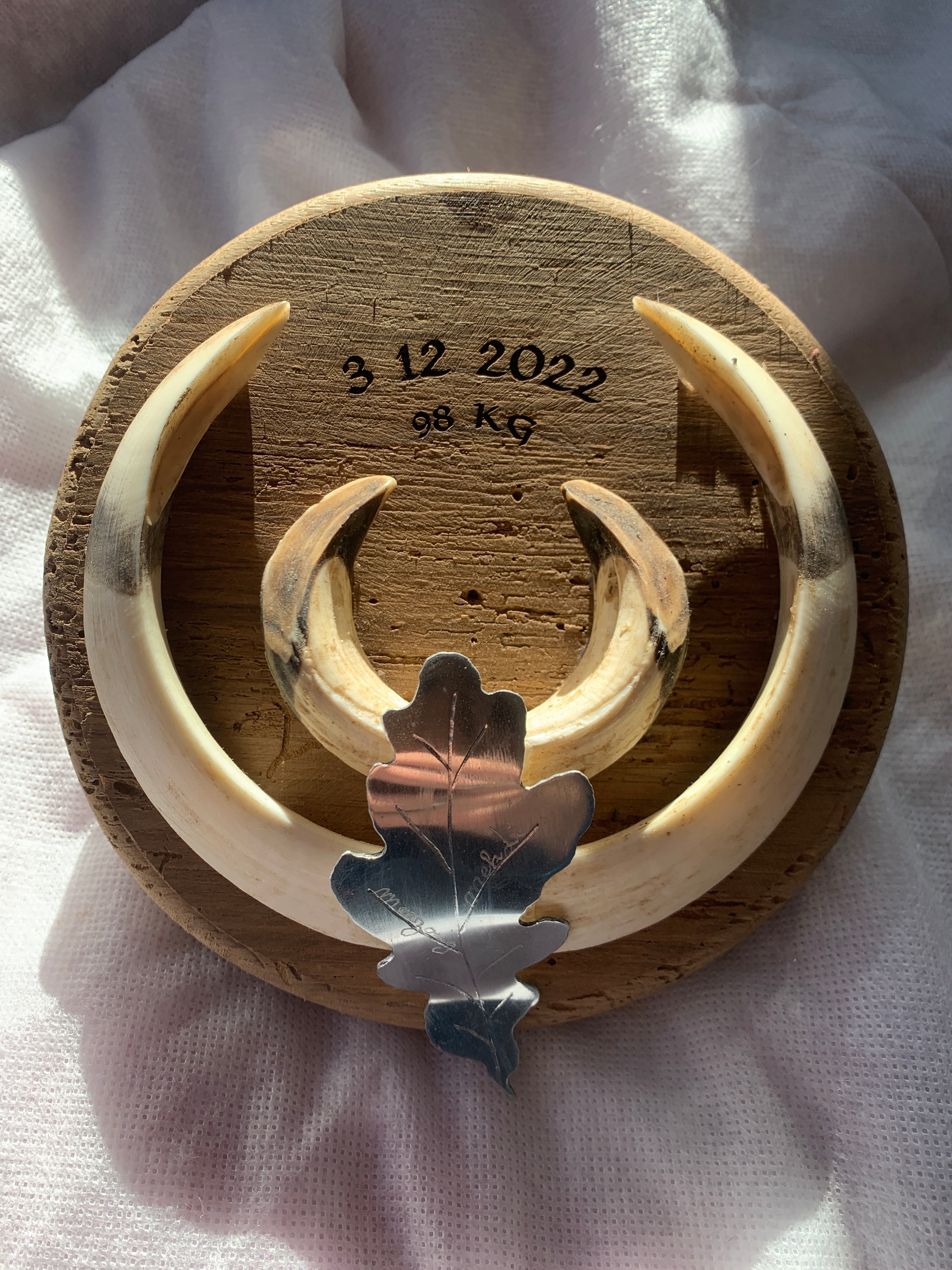 Porte trophees Sanglier