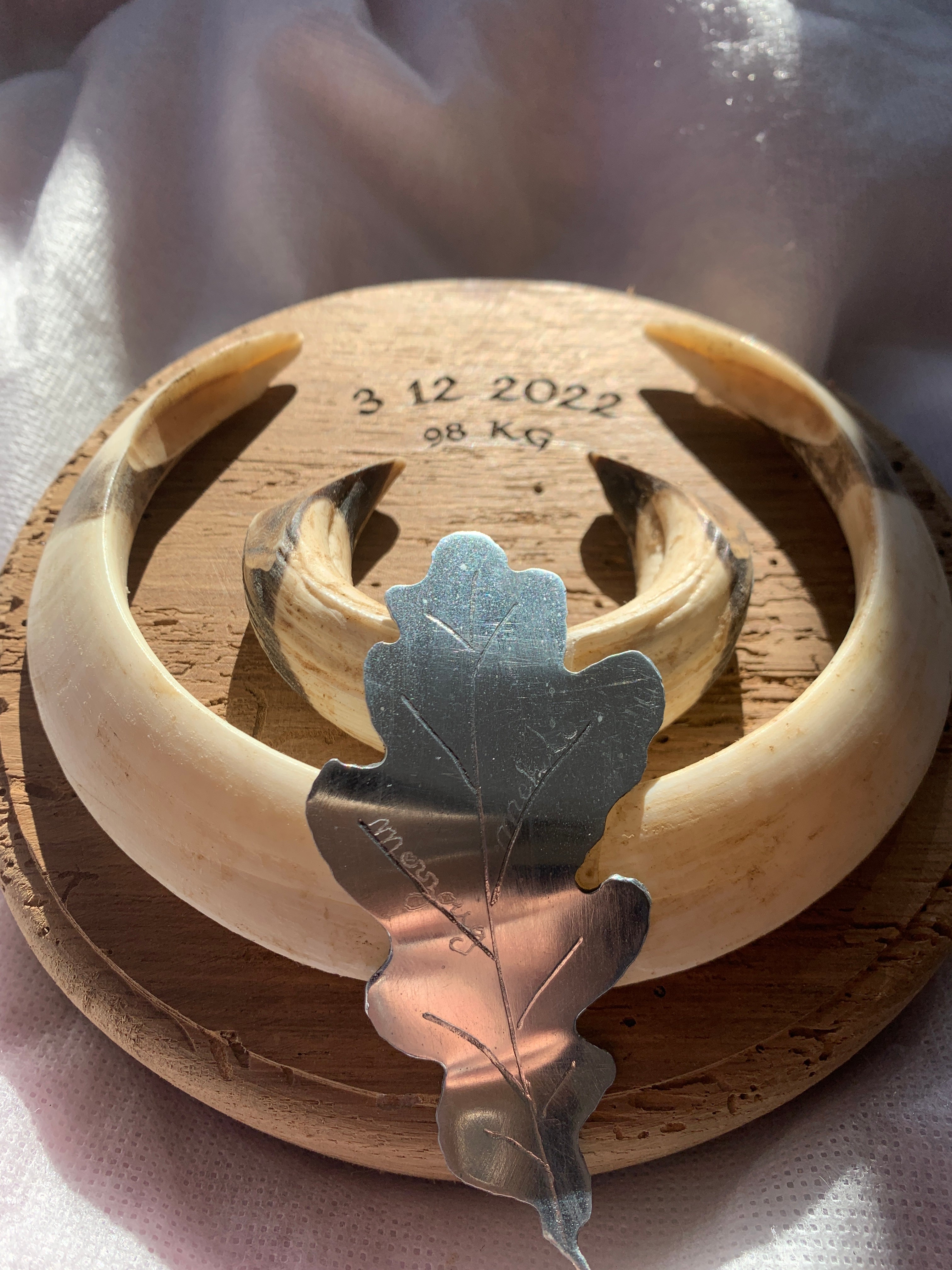 Porte trophees Sanglier